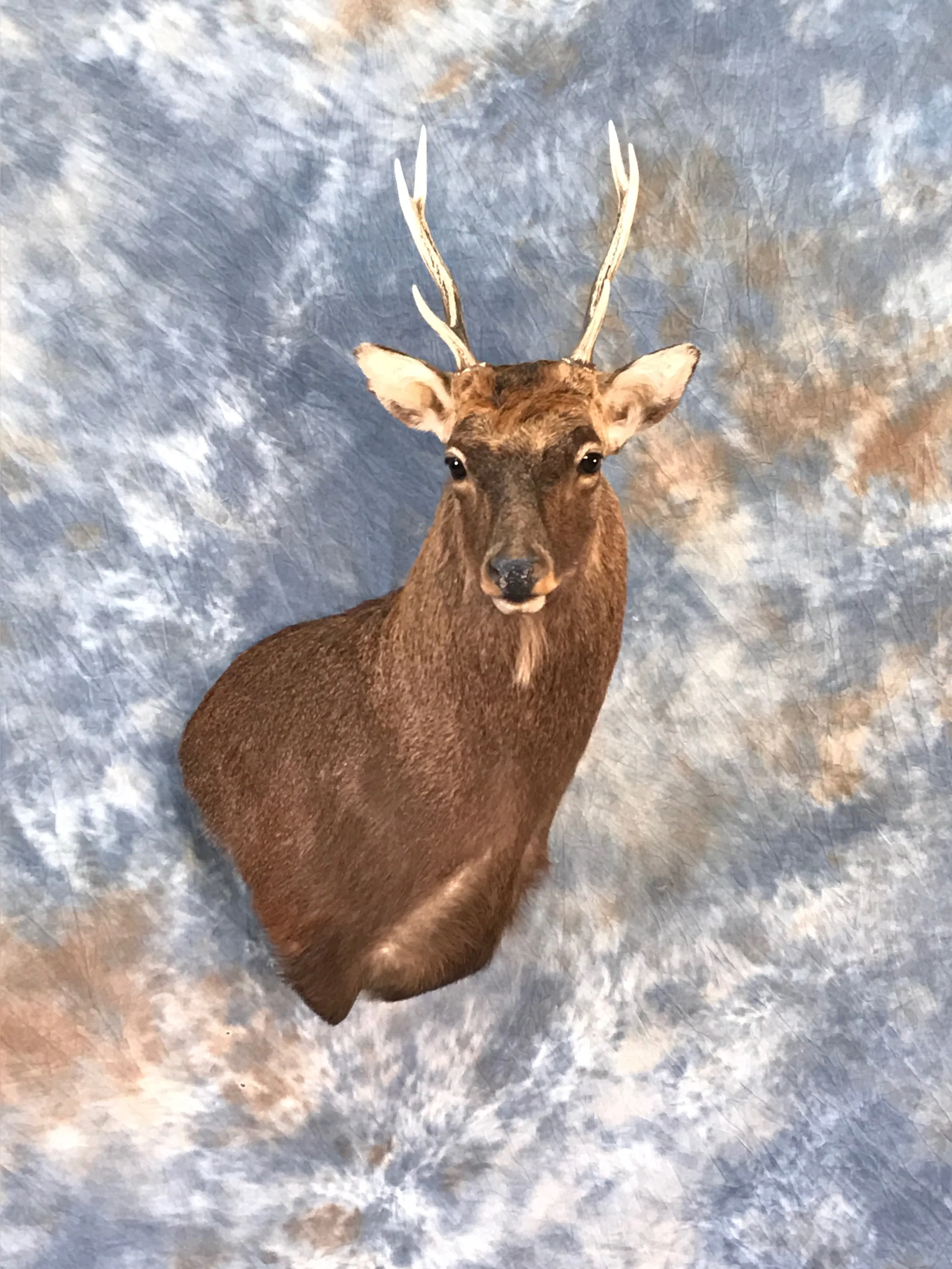 Deer — Upper Bay Taxidermy
